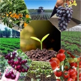 СИЛА КРЕМНИЯ - это комплекс из наночастиц минералов, необходимых для правильного развития растений, основой которого являются наночастицы чистого кремния в свободной, несвязанной форме. Применение комплекса минералов / СИЛА КРЕМНИЯ/ позволит Вам увеличить урожай овощей на 20-50 , зерновых культур - на 30-70 , картофеля - на 50-100 , фруктов и ягодных культур - на 50-100 . Внешний вид продуктов станет более привлекательным, вкусовые качества улучшатся, а срок годности и хранения существенно увеличится. Москва