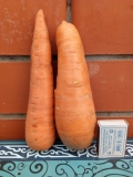 Продам морковь, сорт Абако Ростов-на-Дону