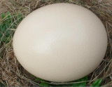 Продаем инкубационные яйца африканского страуса со своего фермерского хозяйства. На ферме две самки и один самец. Для инкубации берут только оплодотворенные яйца. Нормальный вес - 1200-1800 для африканских страусов. Если вы хотите начать собственное дело, связанное с разведением страусов, или вывести страуса для содержания на деревенском участке, вы можете приобрести яйцо страуса для инкубатора. У нас удобнее и дешевле всего купить инкубационное яйцо страуса в Санкт-Петербурге. Имеется доставка. Санкт-Петербург
